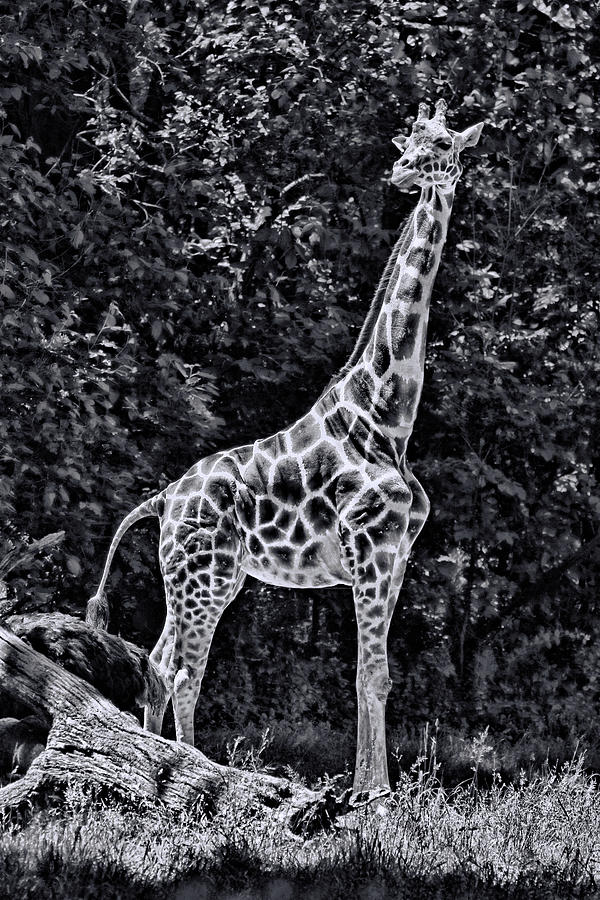 The Tall One - Black and White Photograph by Allen Beatty