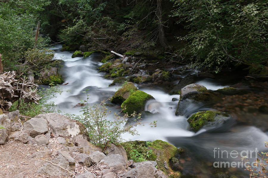 Tree Photograph - The Tananamawas flowing through the forest by Jeff Swan