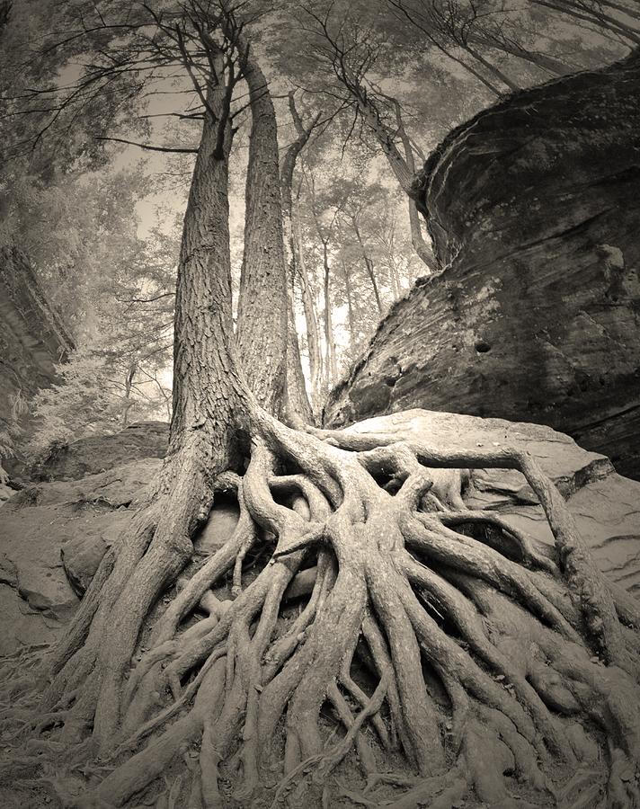 The Tangled Web We Weave Black And White Photograph by Lisa Wooten