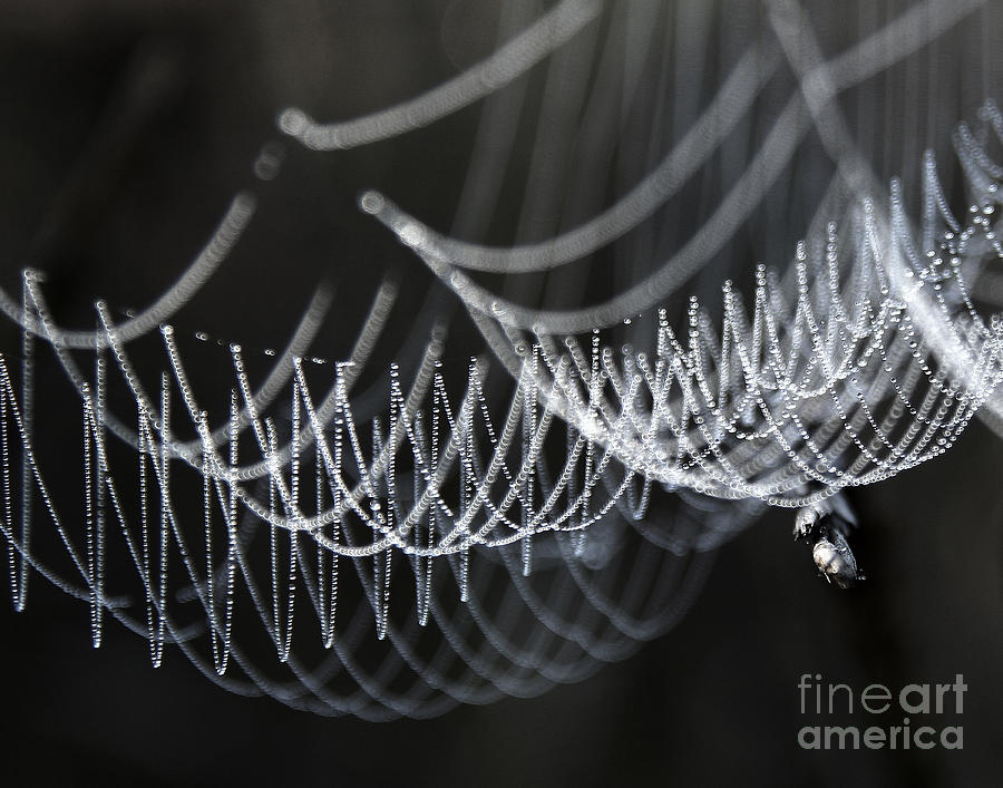 The Tangled Webs We Weave Photograph by Jan Piller