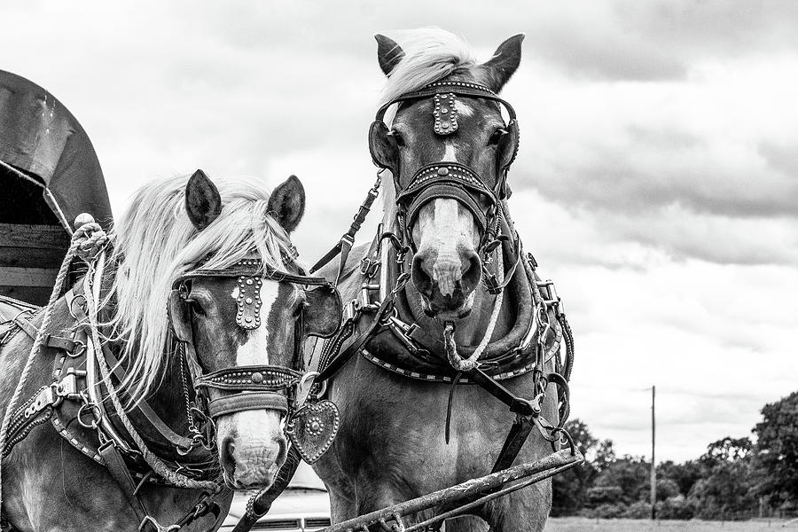 Horse Photograph - The Team  by Laine Smith-MemoryLaine