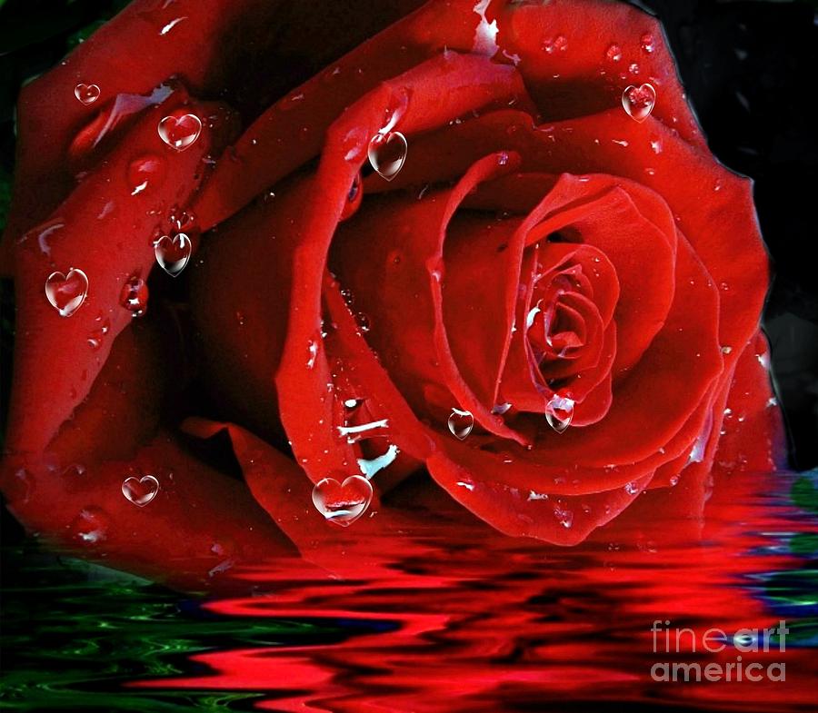 Red Rose Photograph - The Tears from my Heart by Morag Bates