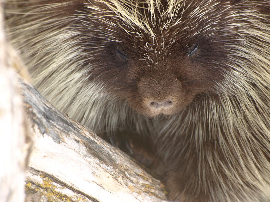 The Tender Side Of Porcupine Photograph by DeeLon Merritt