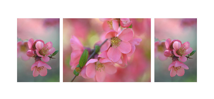 The Tender Spring Blooms. Triptych Photograph by Jenny Rainbow