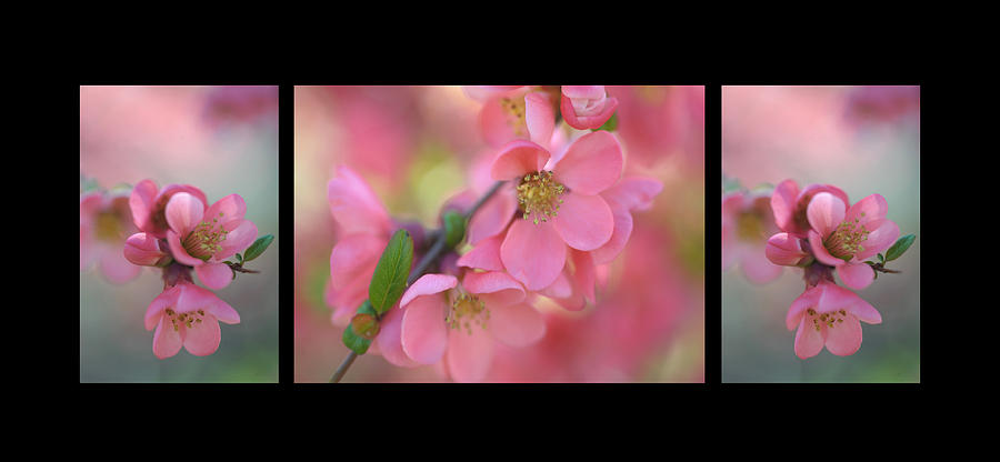 The Tender Spring Blooms. Triptych on Black Photograph by Jenny Rainbow