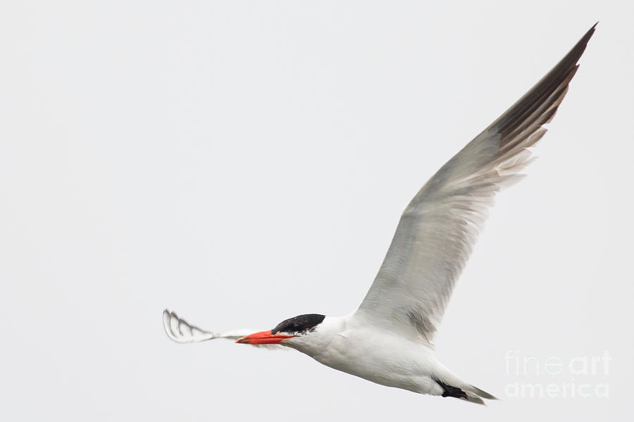 The Tern Photograph by Natural Focal Point Photography