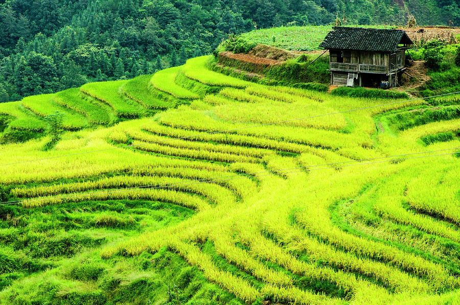 The terraced fields scenery in autumn Photograph by Carl Ning