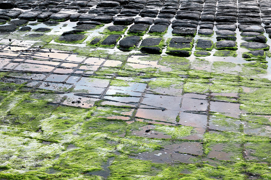 The Tessellated Pavement Photograph by Nicholas Blackwell