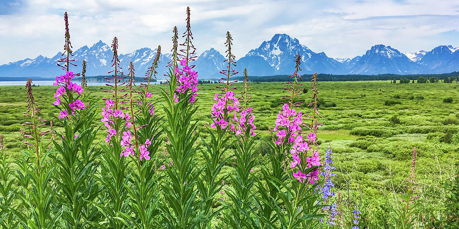 The Tetons Are Grand Photograph by Lisa Lemmons-Powers
