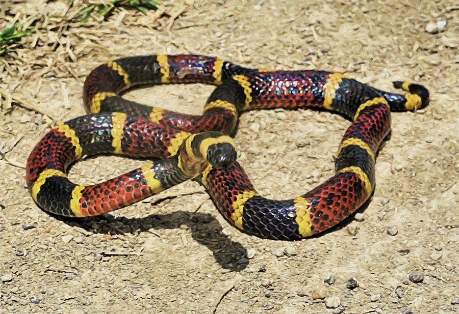 The Texas Coral Snake Photograph by JC Findley