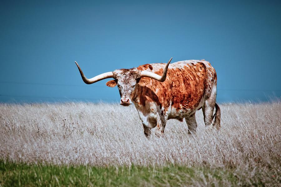 The Texas Longhorn Photograph by Linda Unger