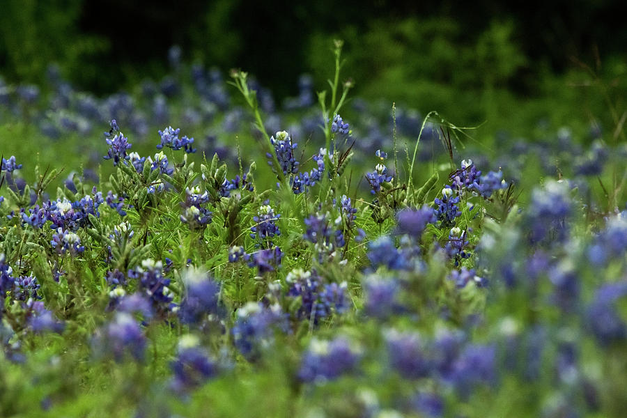 The Texas State Flower Photograph by Linda Unger