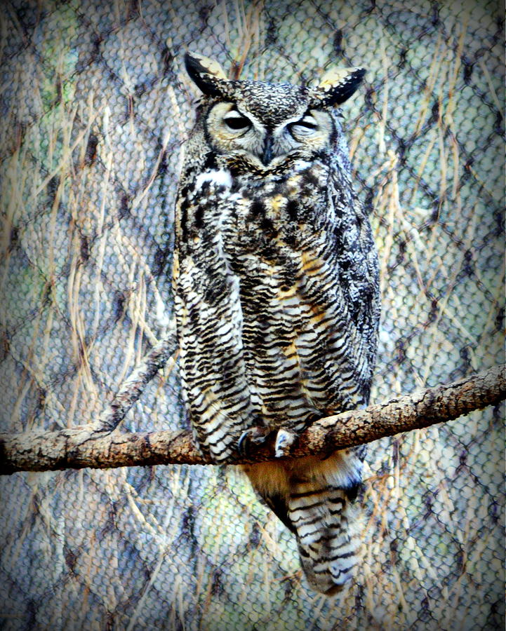 The Textured Owl Photograph by AJ Schibig