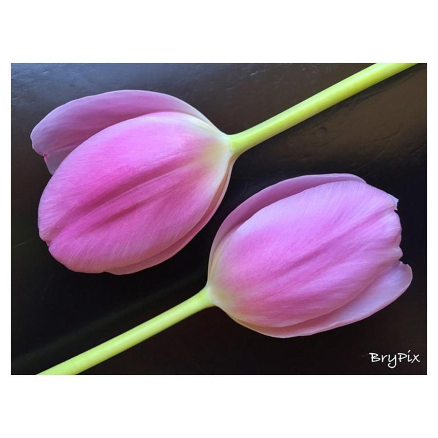 The Thing About Tulips -- I Find -- Is Photograph by Peter Bryenton