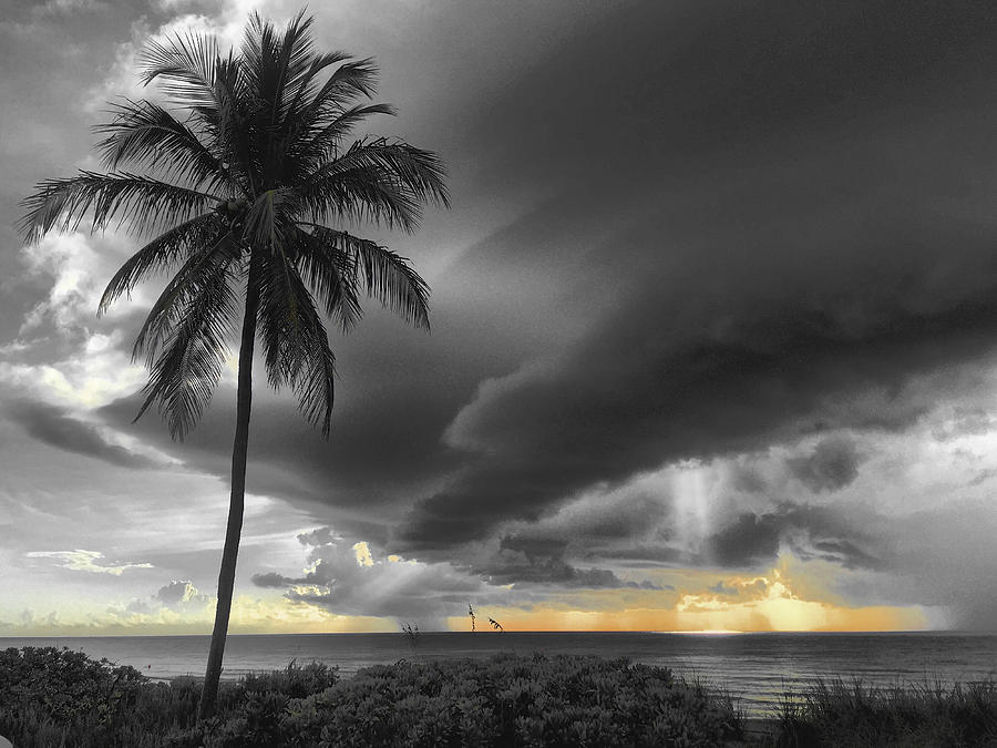 Palm Tree Photograph - The Things The Clouds Are Saying by Andrew Royston Palm Tree Photograph - The Things The Clouds Are Saying by Andrew Royston