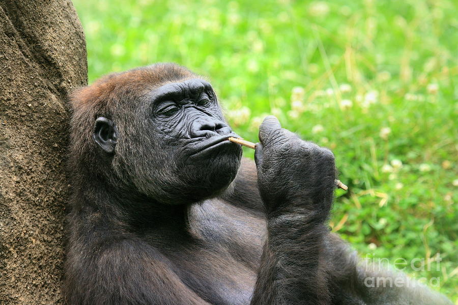 The Thinker Photograph by Angela Rath
