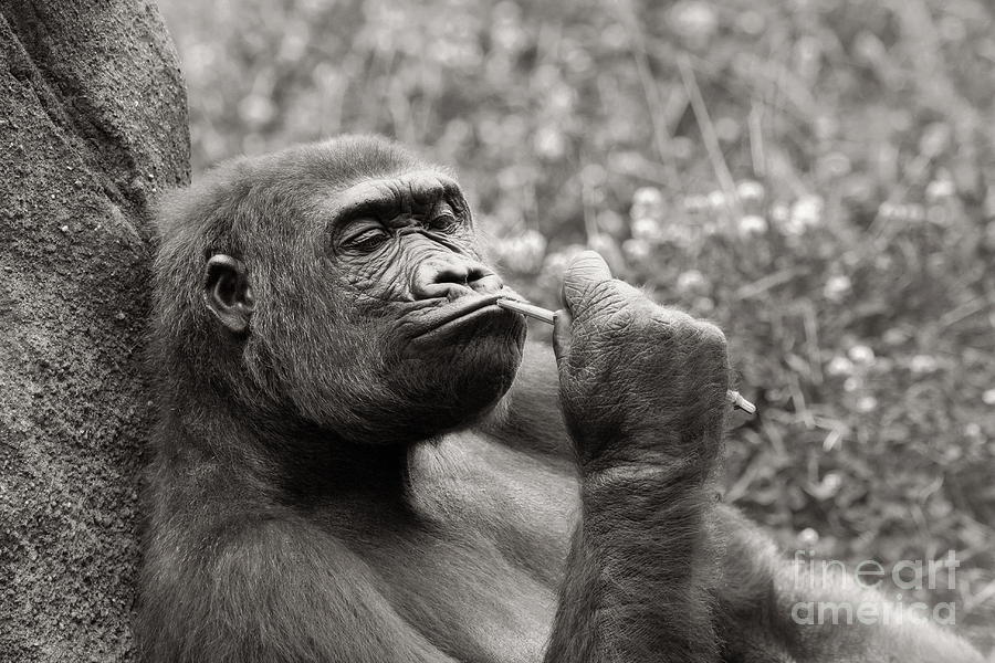 The Thinker - Black and White Photograph by Angela Rath