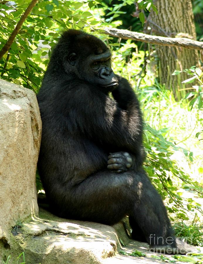 The Thinker Gorilla style Photograph by Charlene Cox - Fine Art America