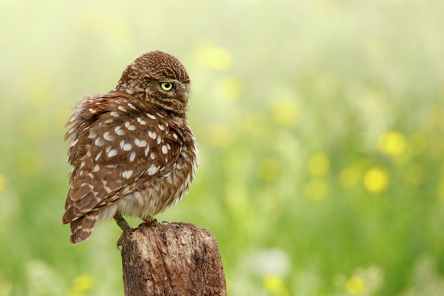 Owl Photograph - The Thinker -  Little Owl in a Flower Bed by Roeselien Raimond