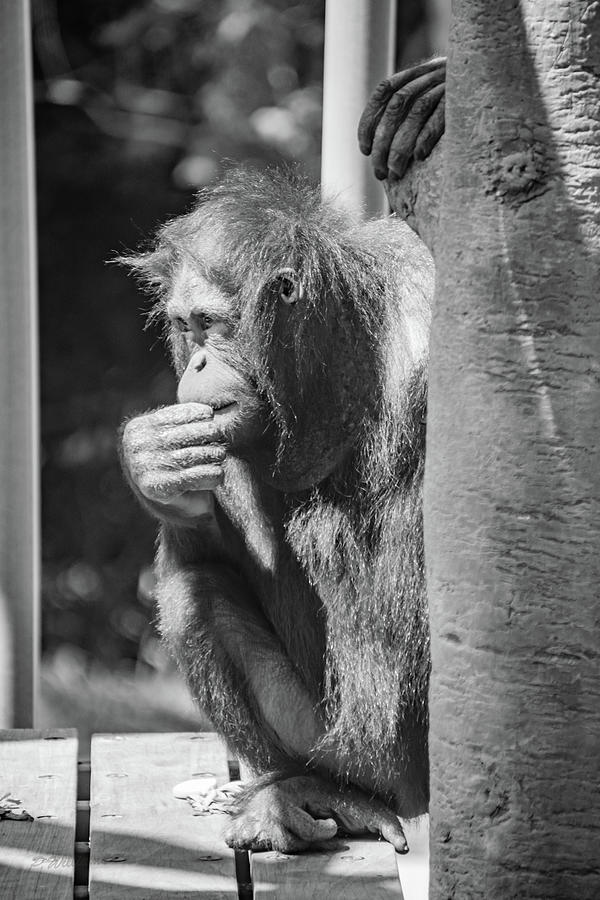 Jungle Photograph - The Thinker by Pamela Williams