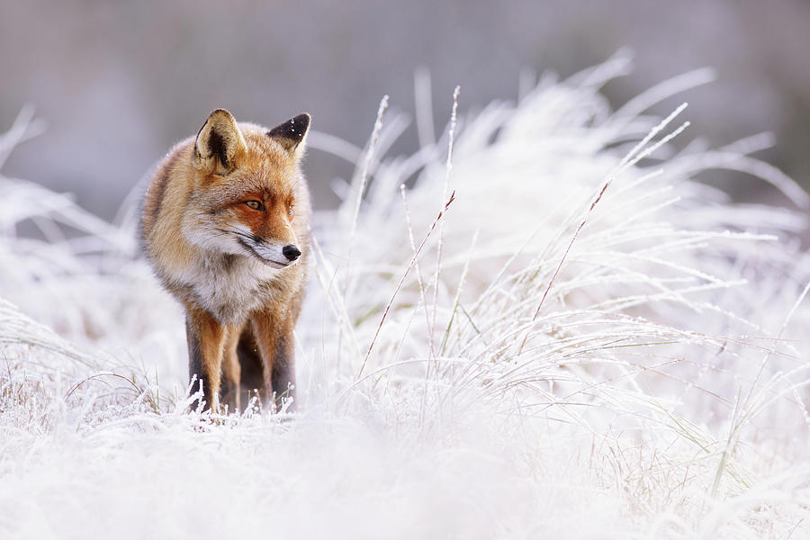 Winter Photograph - The Thinker - Red Fox in a wintery landscape by Roeselien Raimond