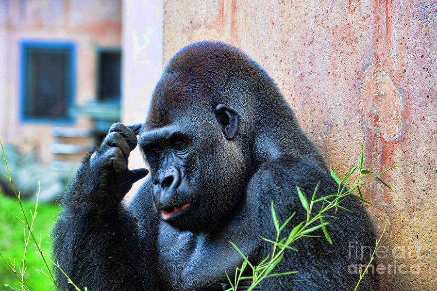 The Thinking Gorilla Photograph by Paul Ward