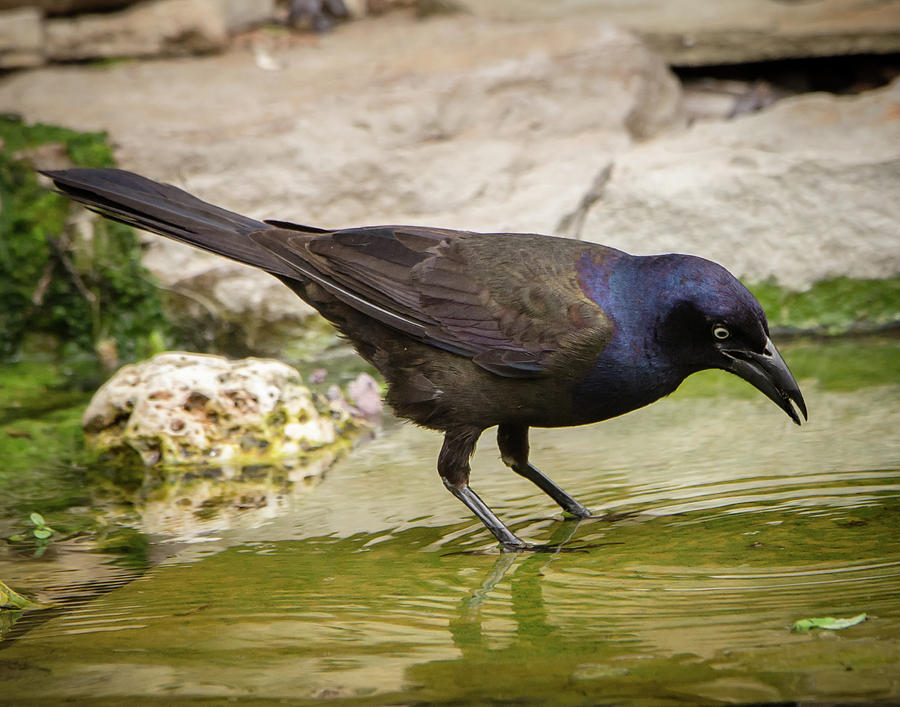 The Thirsty Grackle Photograph by Steve Marler