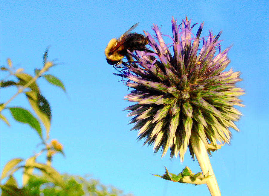 The Thistle and the Bee. by Roger Bester The Thistle and the Bee. by Roger Bester