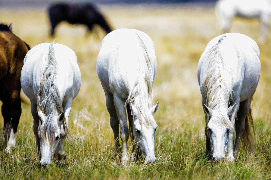 The three amigos grazing Photograph by Bryan Carter