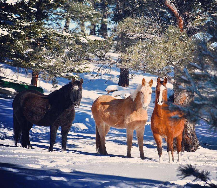 Horse Photograph - The Three Amigos by Kelly A Wolfe
