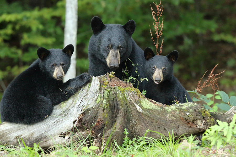 The Three Bears Photograph by Duane Cross