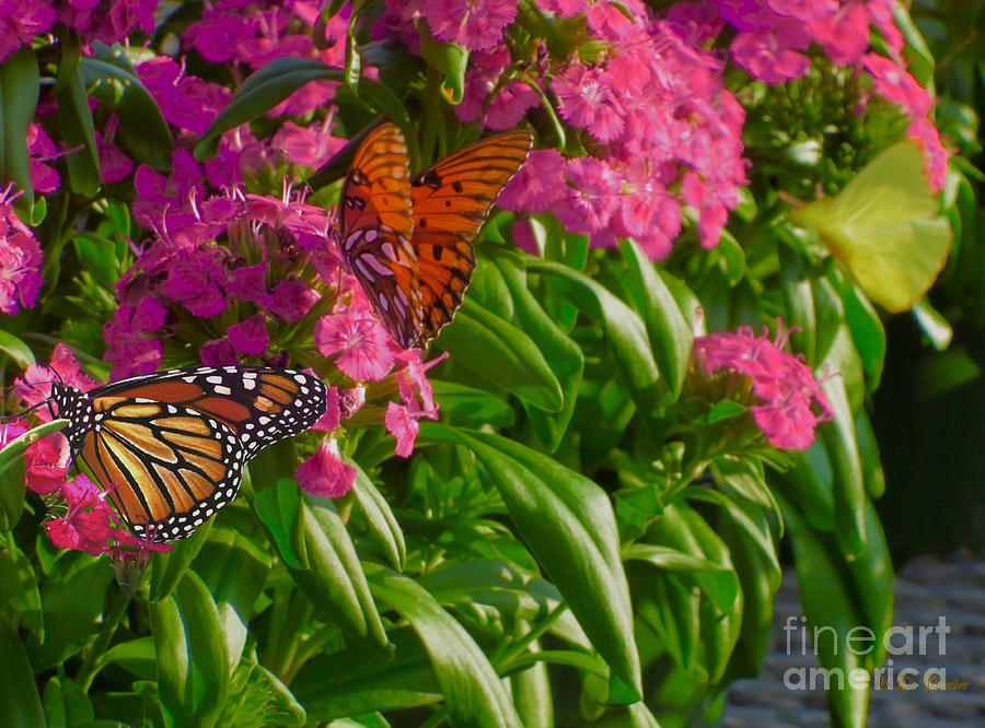 The Three Butterfly Amigas Fiesta Photograph by Kimberlee Baxter