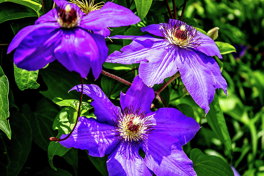 The Three Clematis Digital Art by Ed Stines