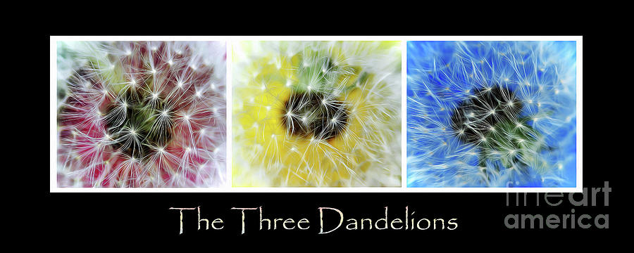 The Three Dandelions Photograph by Kaye Menner