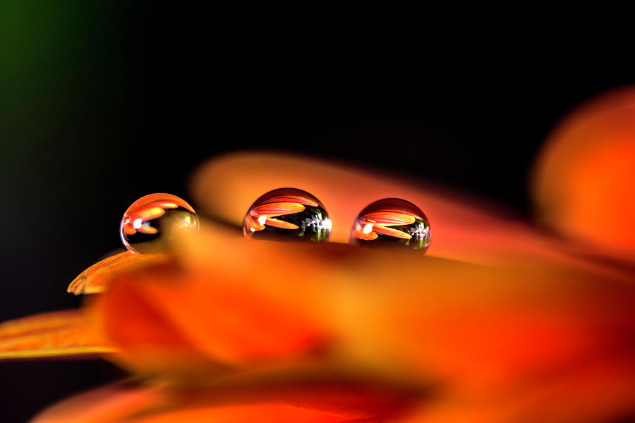 The three drops Photograph by Wolfgang Stocker