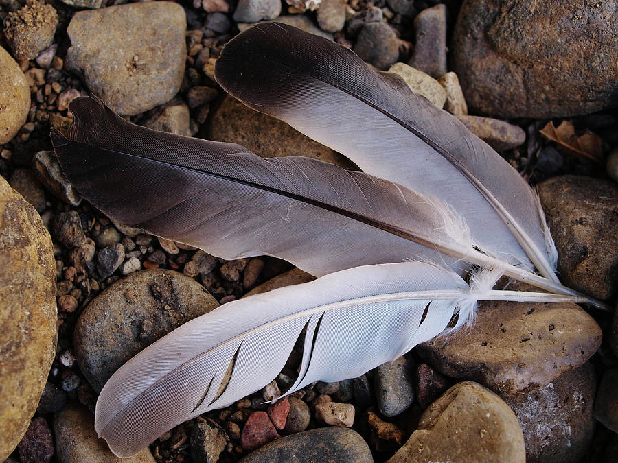 The Three Feathers Photograph by Teri Schuster