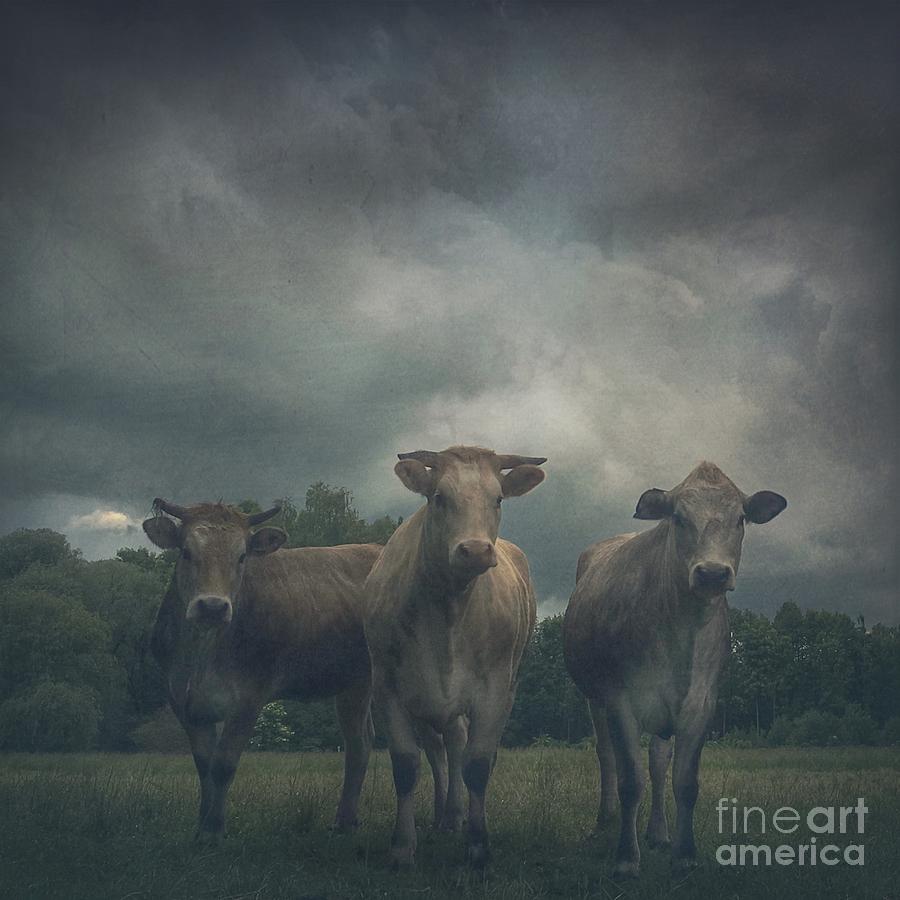 Cow Photograph - The Three Graces by Mariko Klug
