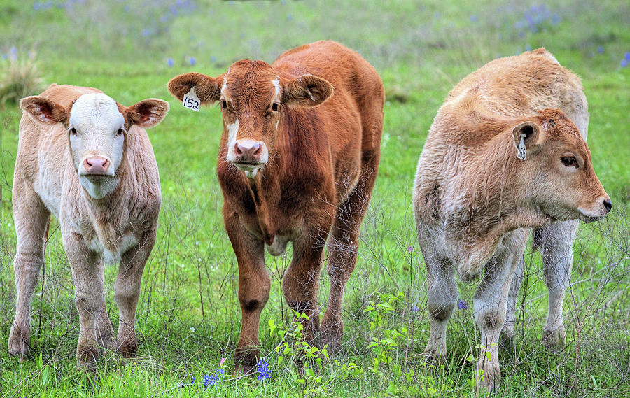  The Three Little Calves Photograph by JC Findley