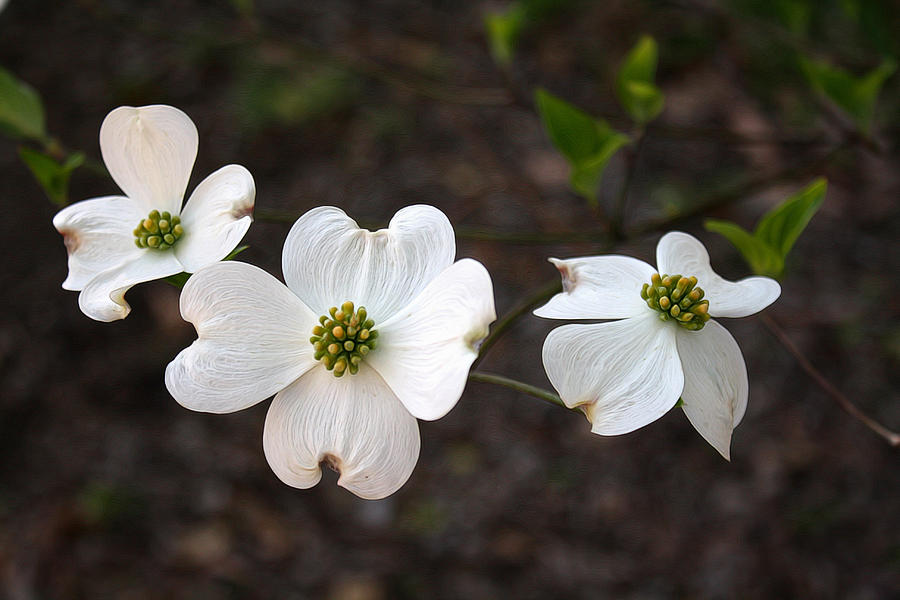 The Three Musketeers Photograph by Carolyn Fletcher - Fine Art America