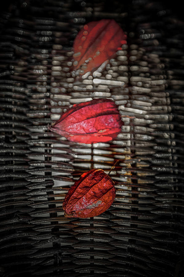 The Three Reds Photograph by Plamen Petkov