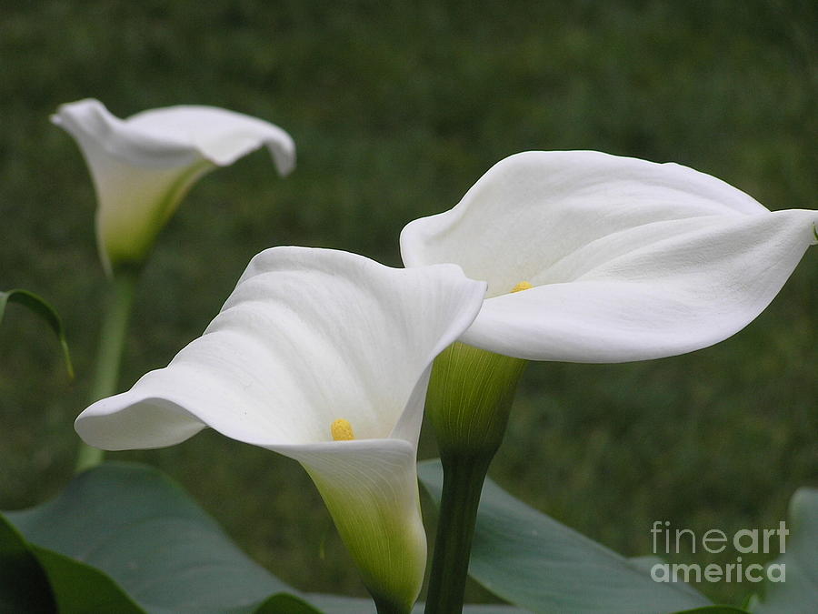 Lily Photograph - The Three Sisters by Anne Ditmars