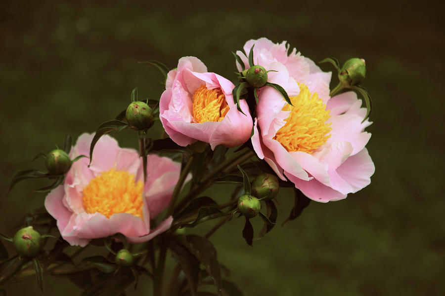 Peony Photograph - The Three Sisters by Jessica Jenney.