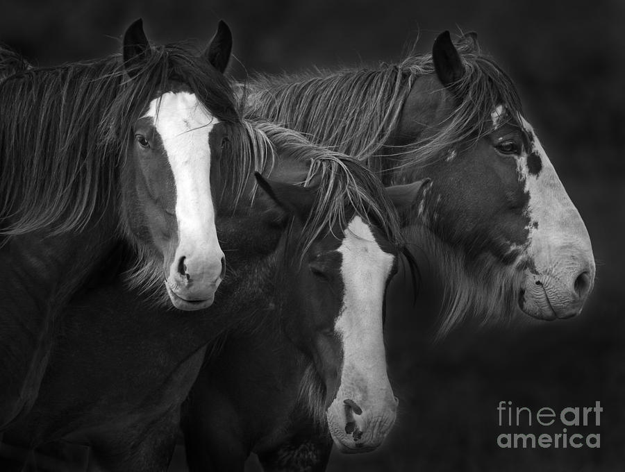 The Three Sombreros.. Photograph by Nina Stavlund