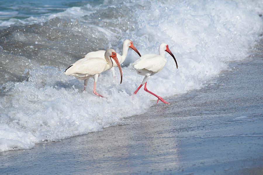 The Tide of the Ibises by Jenny Regan The Tide of the Ibises by Jenny Regan