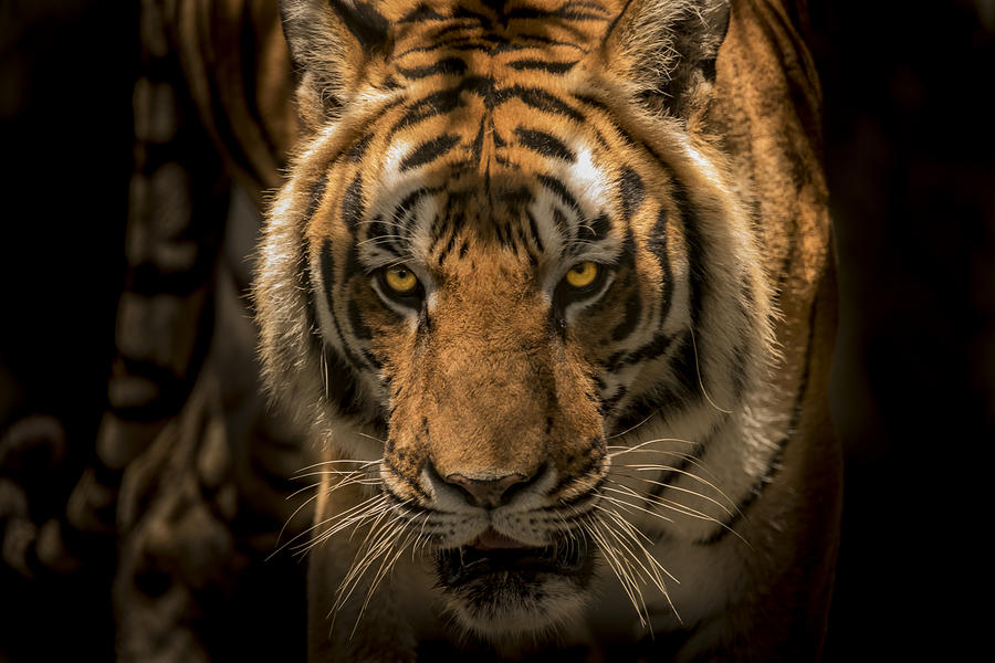 Wildlife Photograph - The Savage Found Me by Francisco Gomez