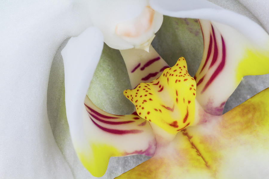 The Tiger in the Orchid by Kenneth F Konjevich The Tiger in the Orchid by Kenneth F Konjevich