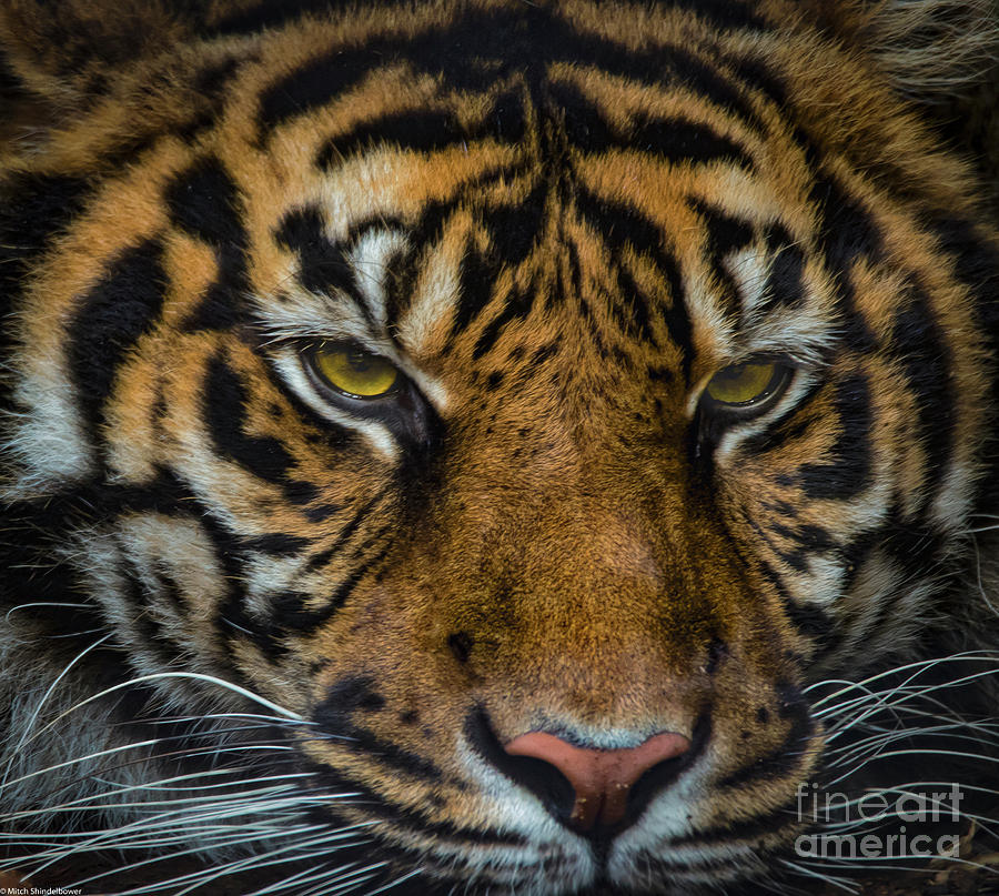 The Tiger Photograph by Mitch Shindelbower