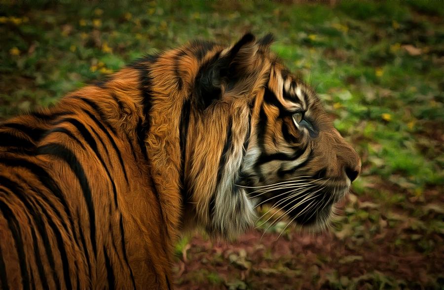 The Tiger Photograph by Scott Carruthers