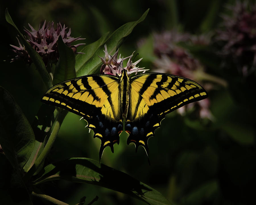 The Tiger Swallowtail Photograph by Ernest Echols