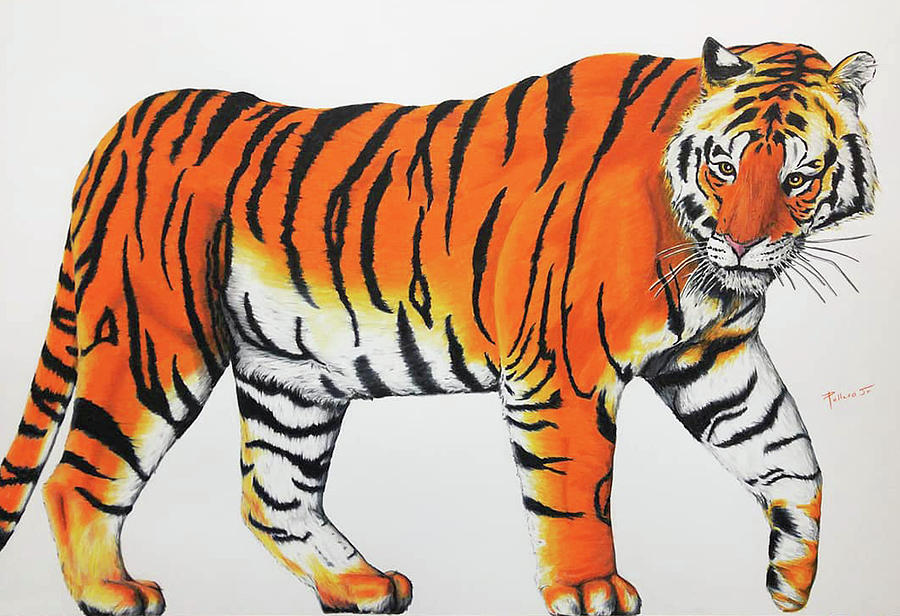 The Tiger Drawing by William Pullaro Jr